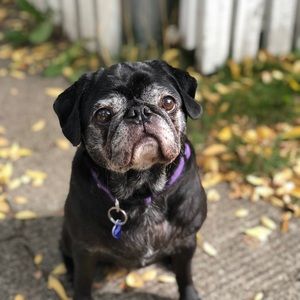 Meet your Posher, Karen